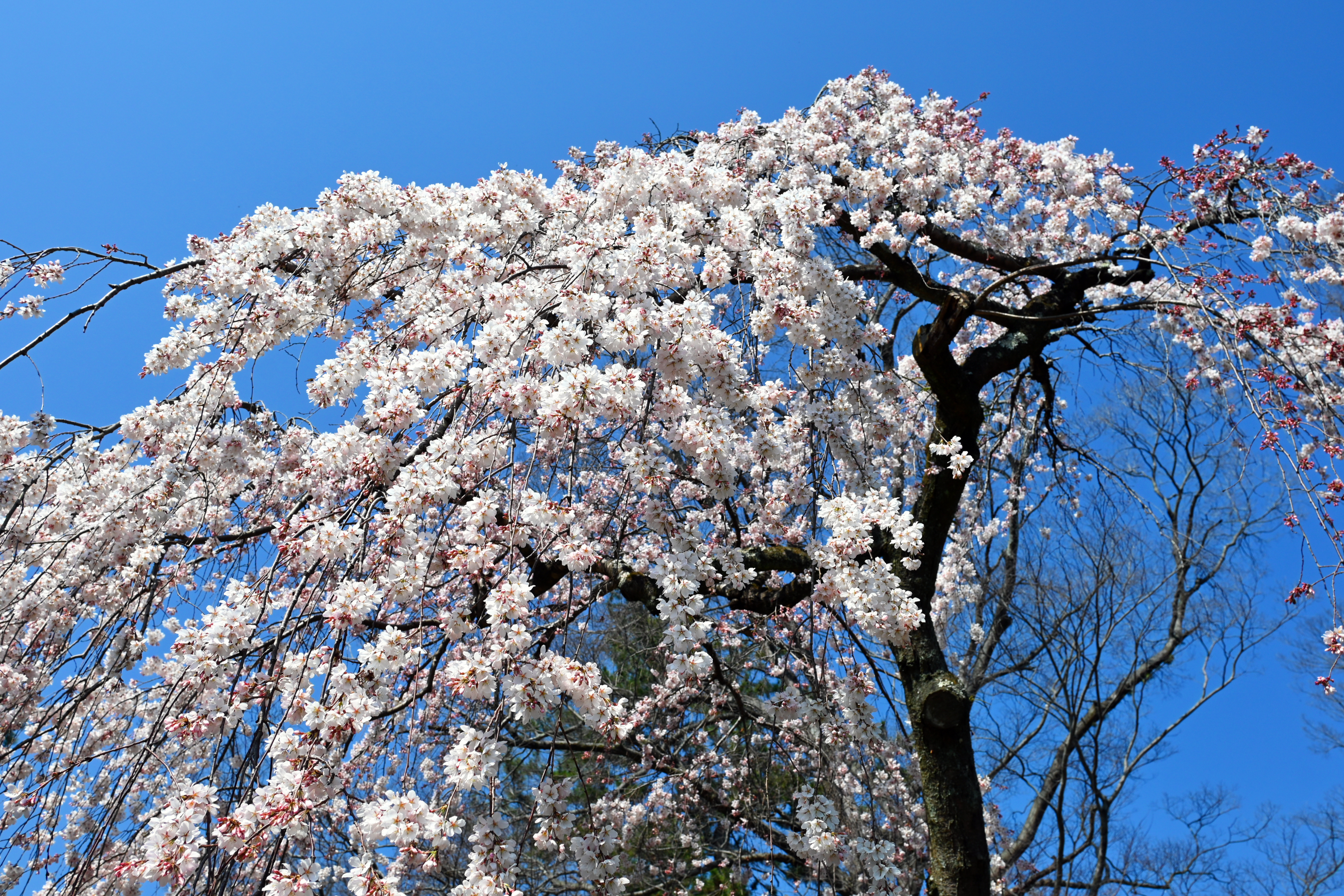 DSC_0565.jpg
