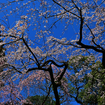 DSC_0550.jpg