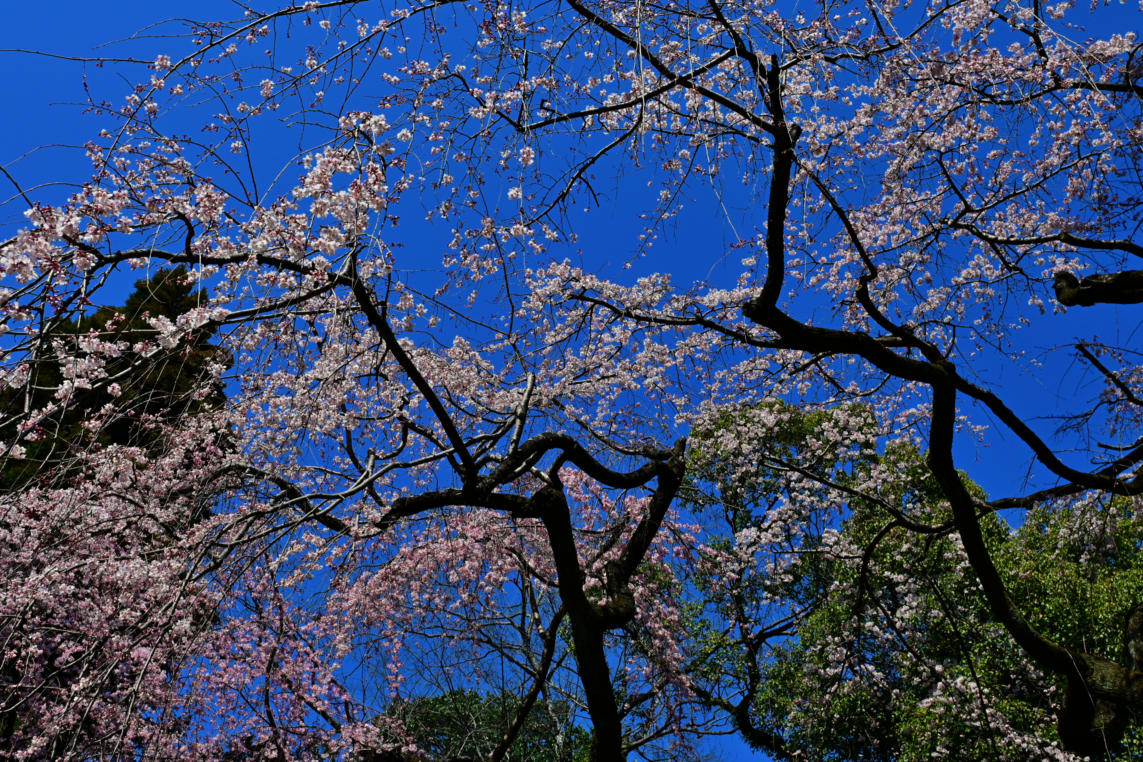 DSC_0550.jpg