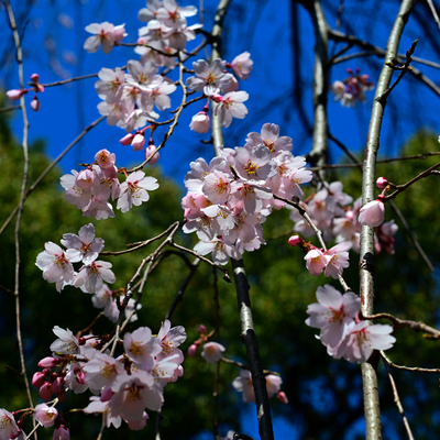 DSC_0547.jpg