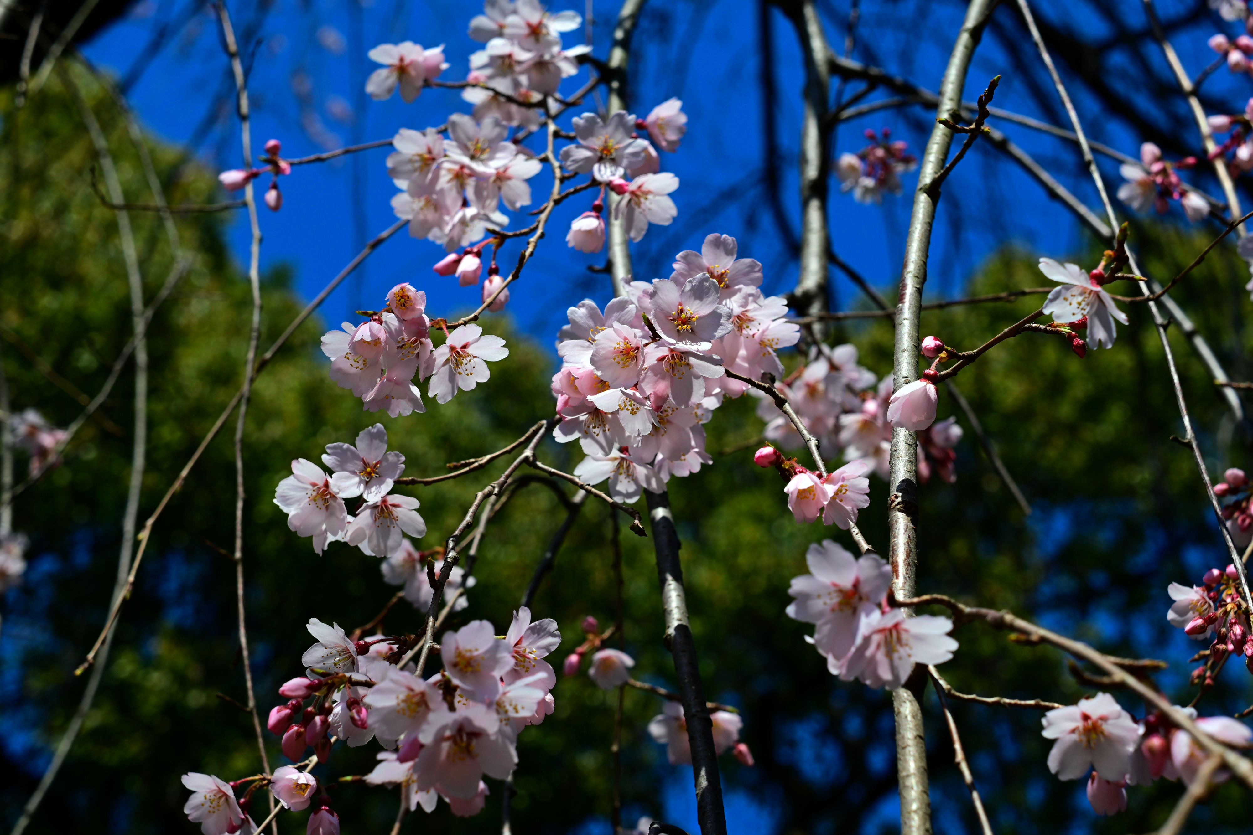 DSC_0547.jpg
