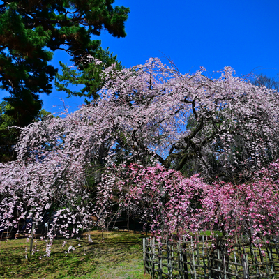 DSC_0536.jpg