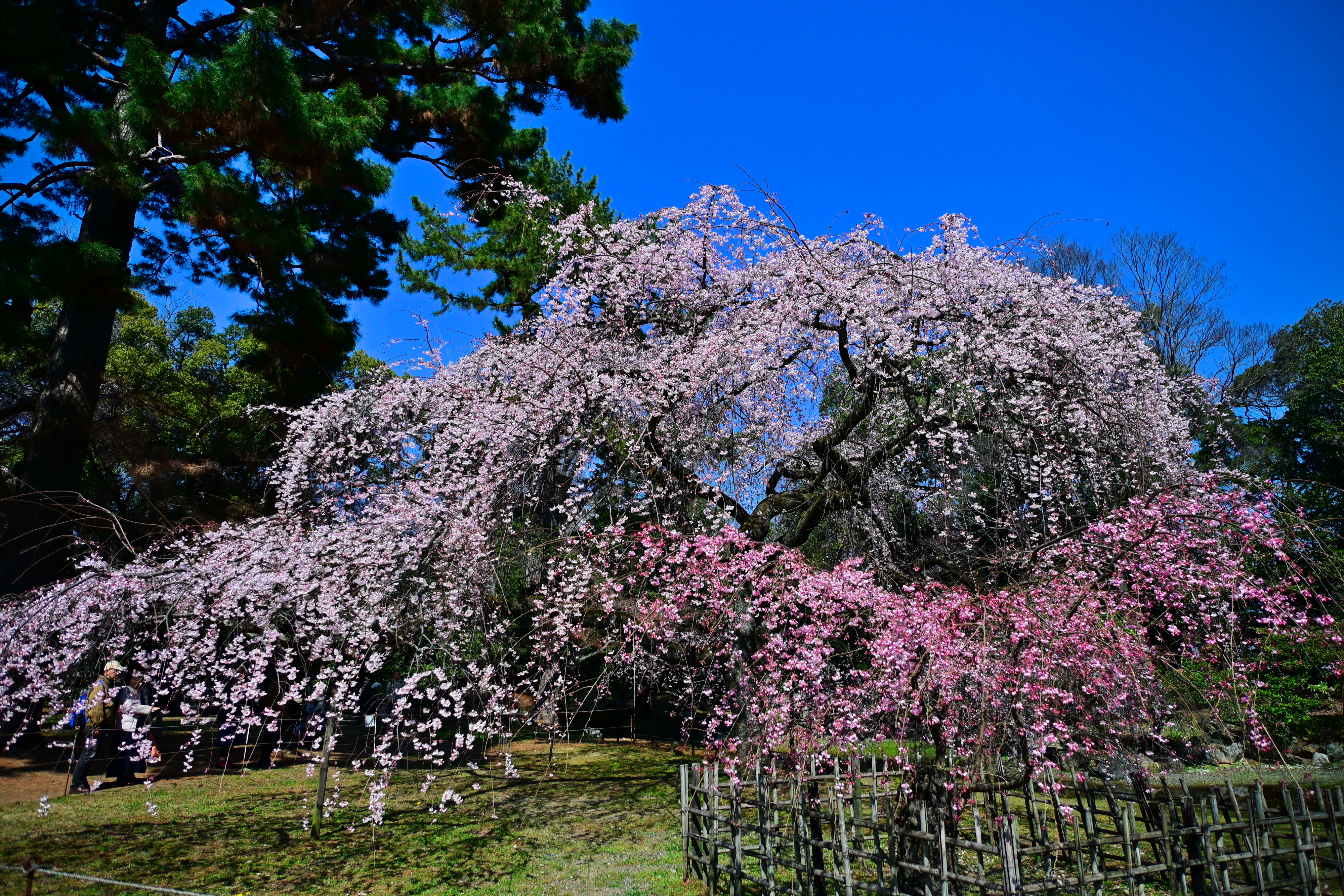 DSC_0536.jpg