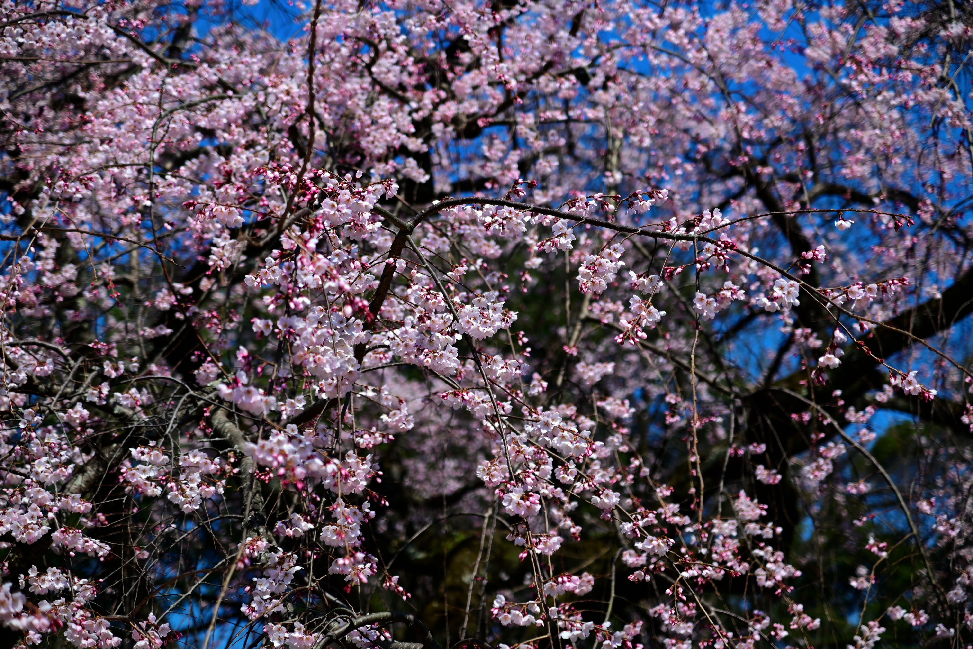 DSC_0533.jpg