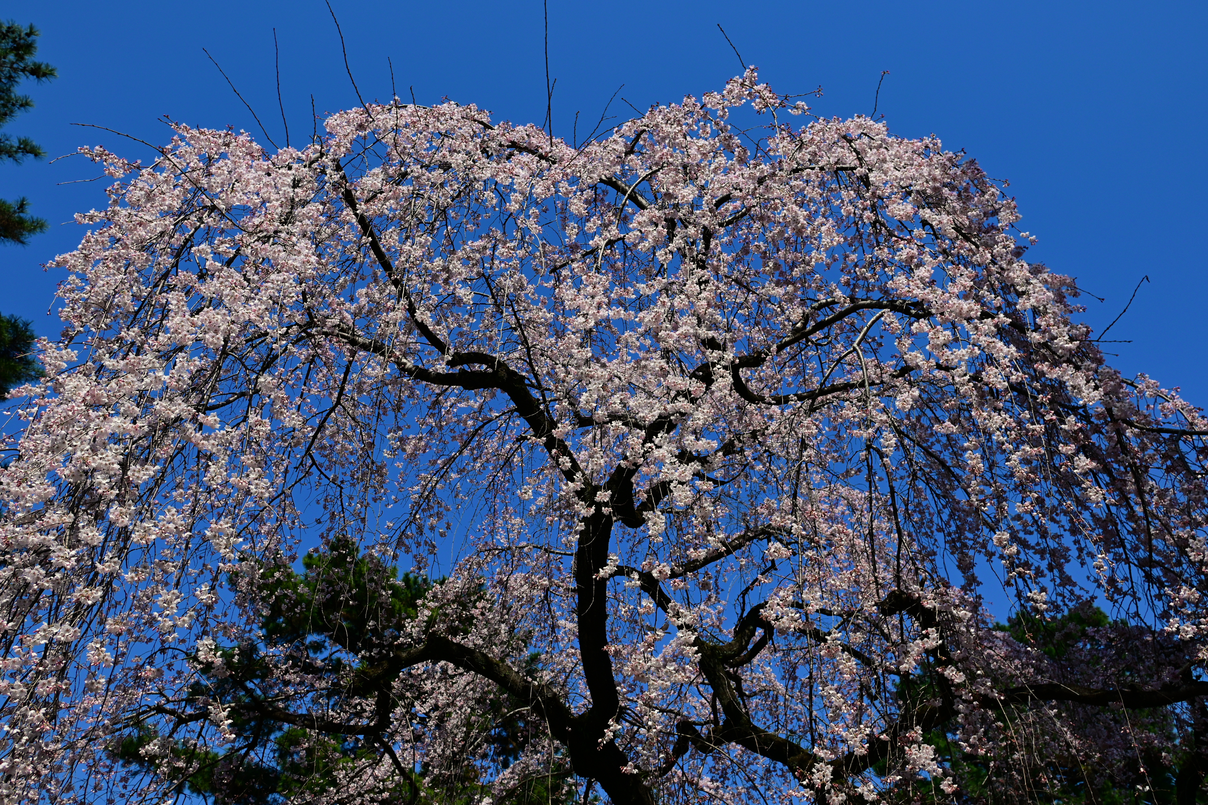 DSC_0525.jpg