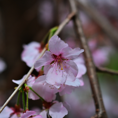 DSC_0657.jpg