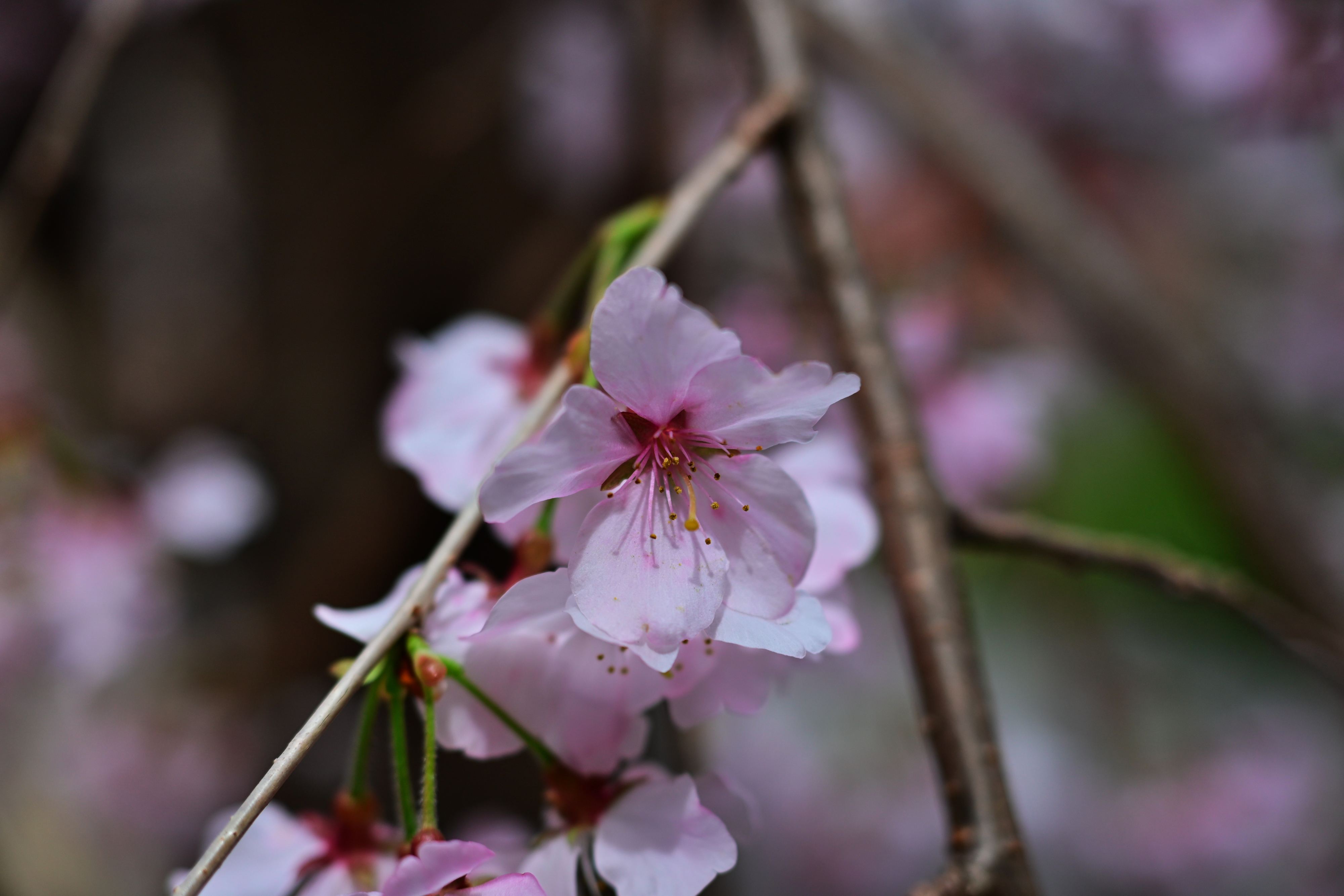 DSC_0657.jpg