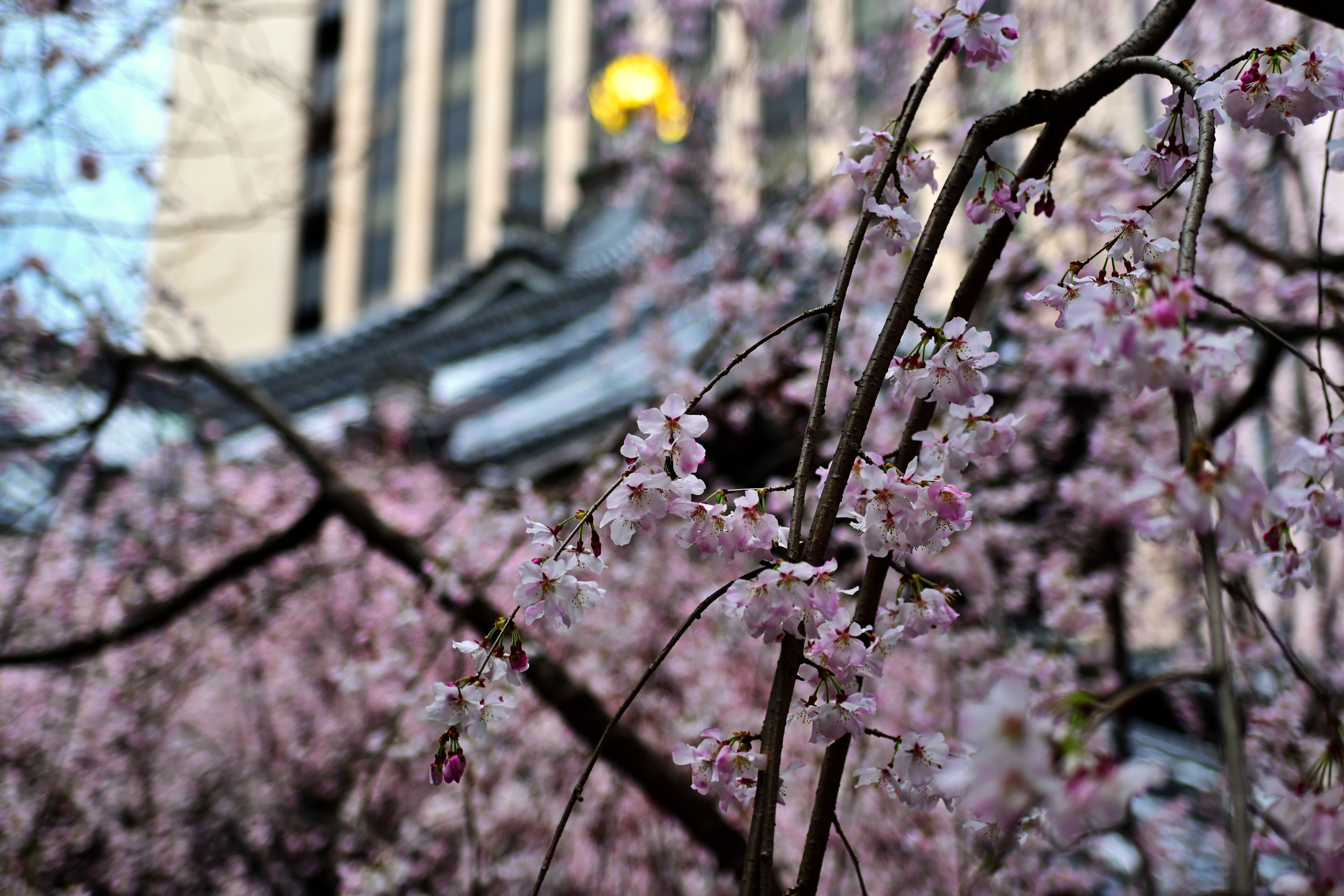 DSC_0654.jpg