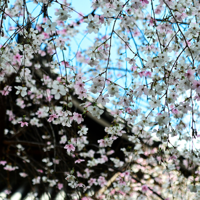 DSC_0632.jpg