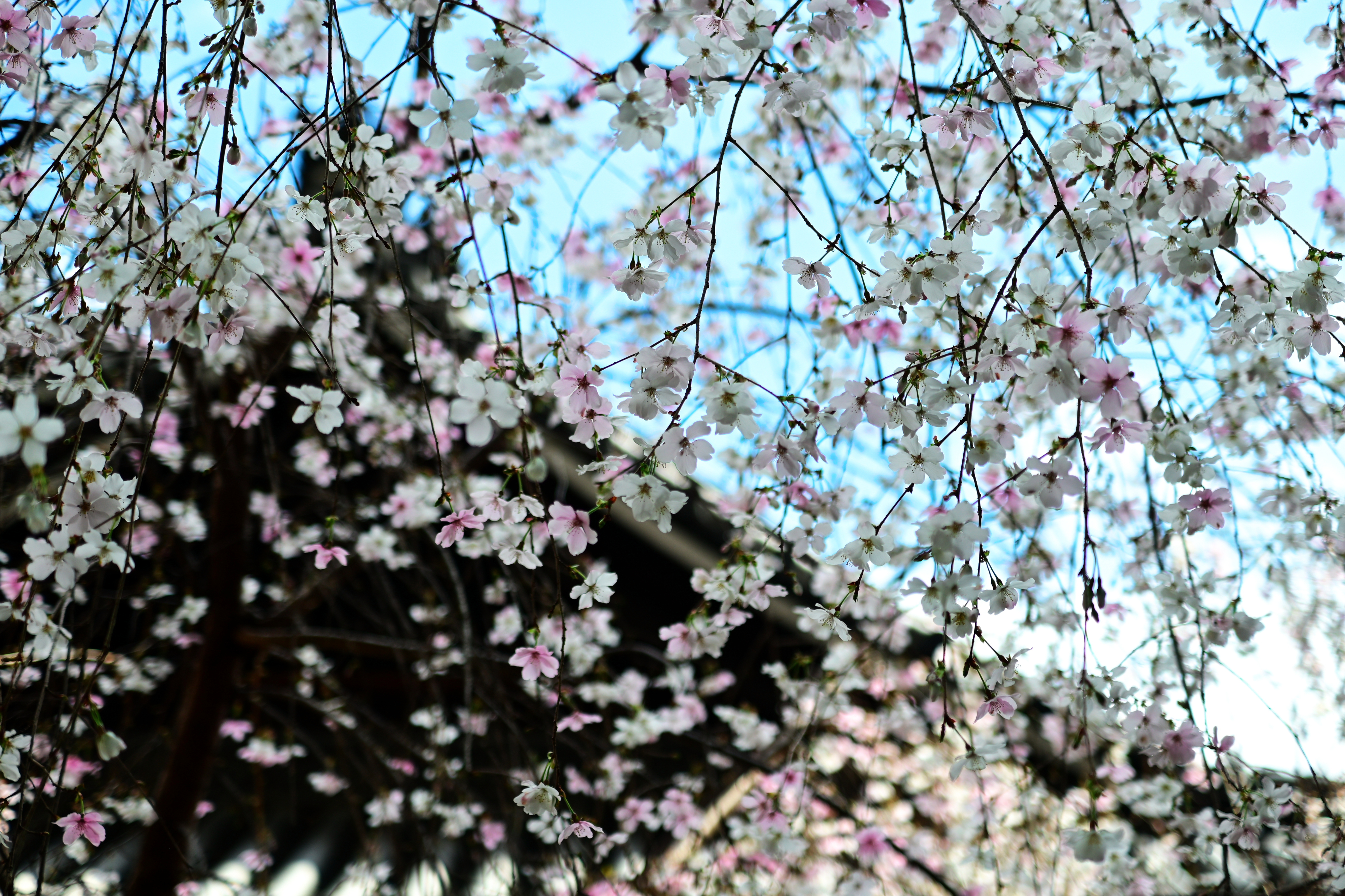DSC_0632.jpg