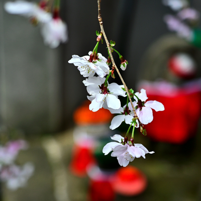DSC_0604.jpg