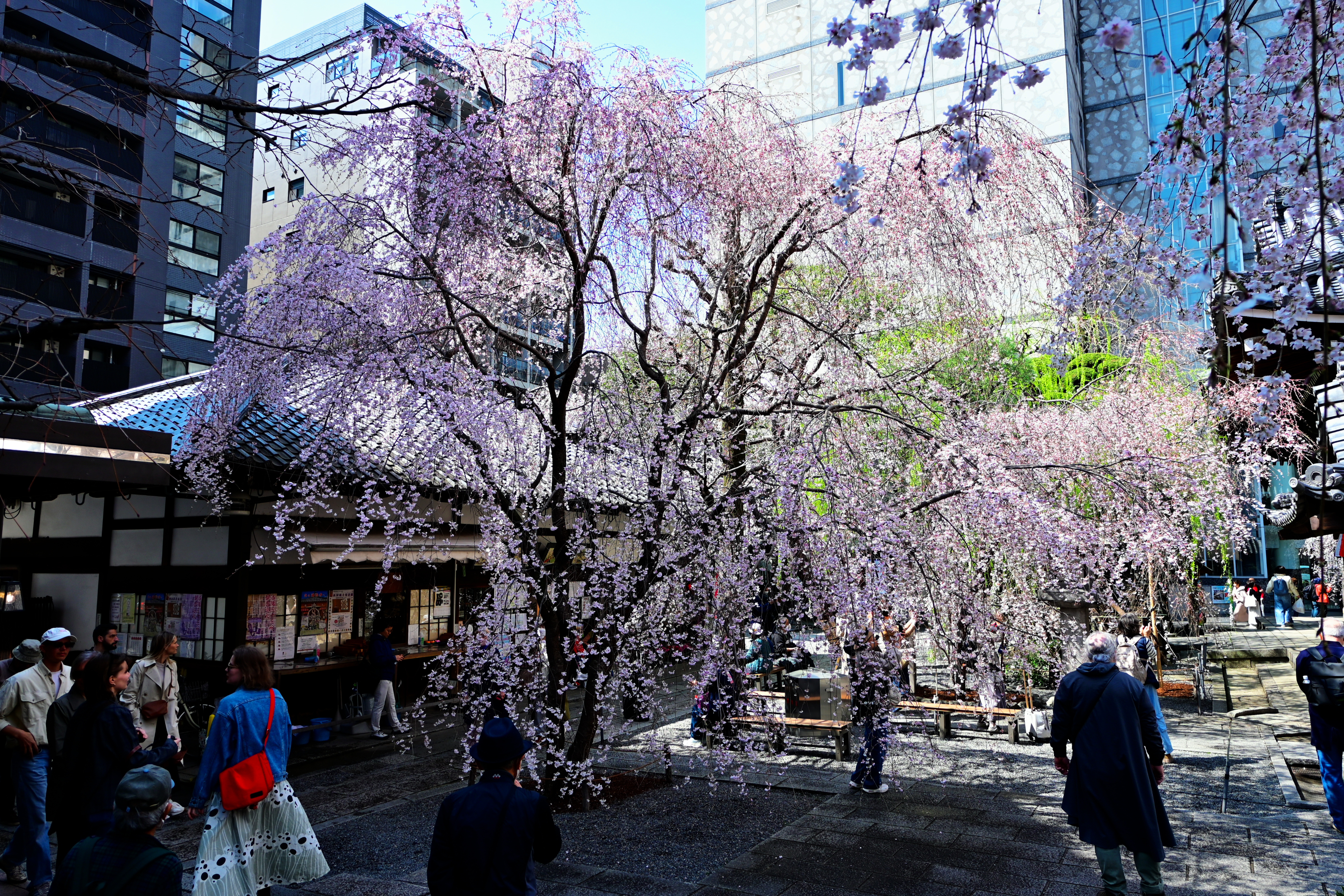 DSC_0590.jpg