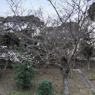 桜1.jpeg