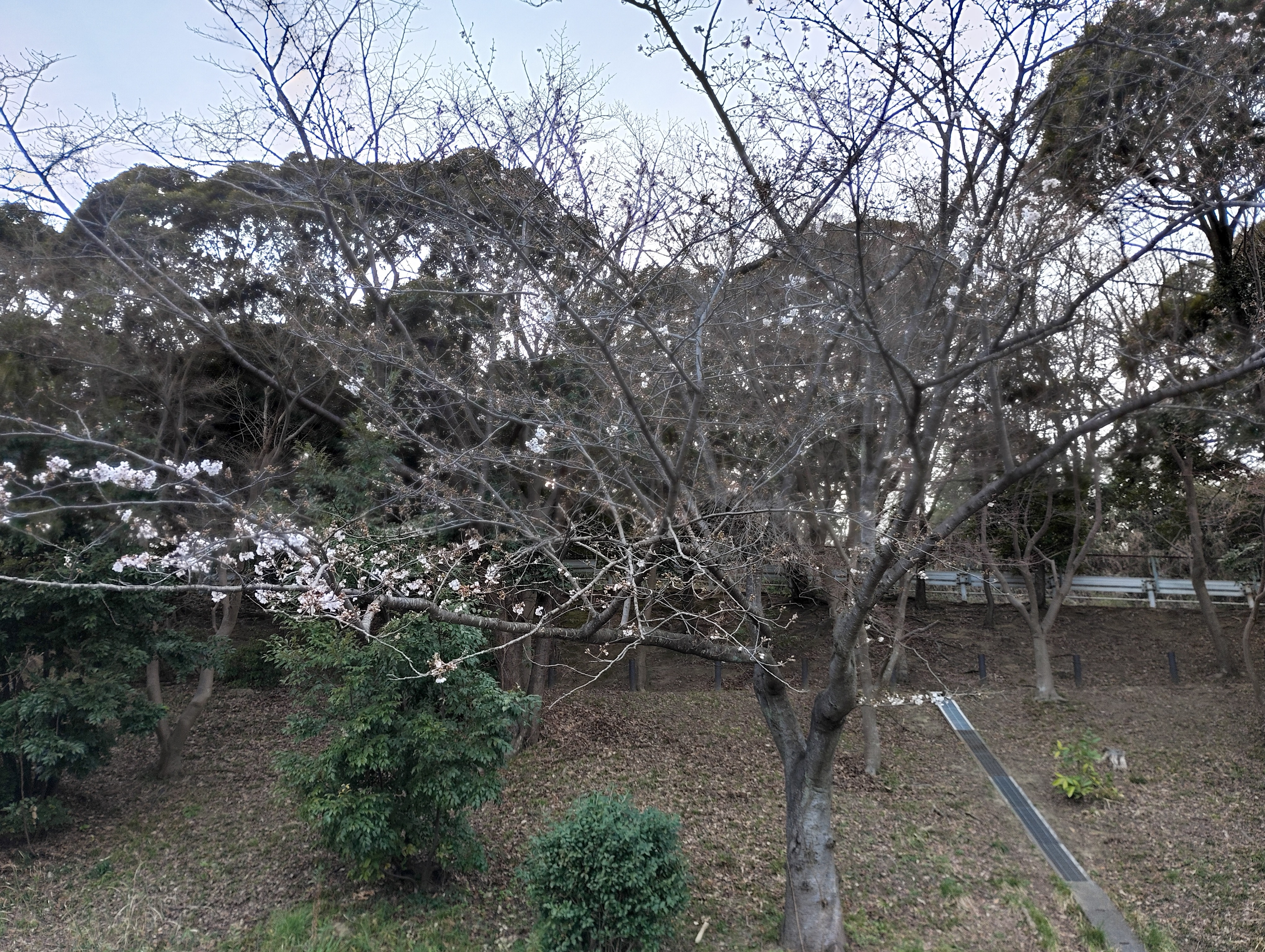 桜1.jpeg