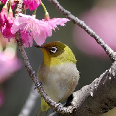 桜ジロー5.jpg