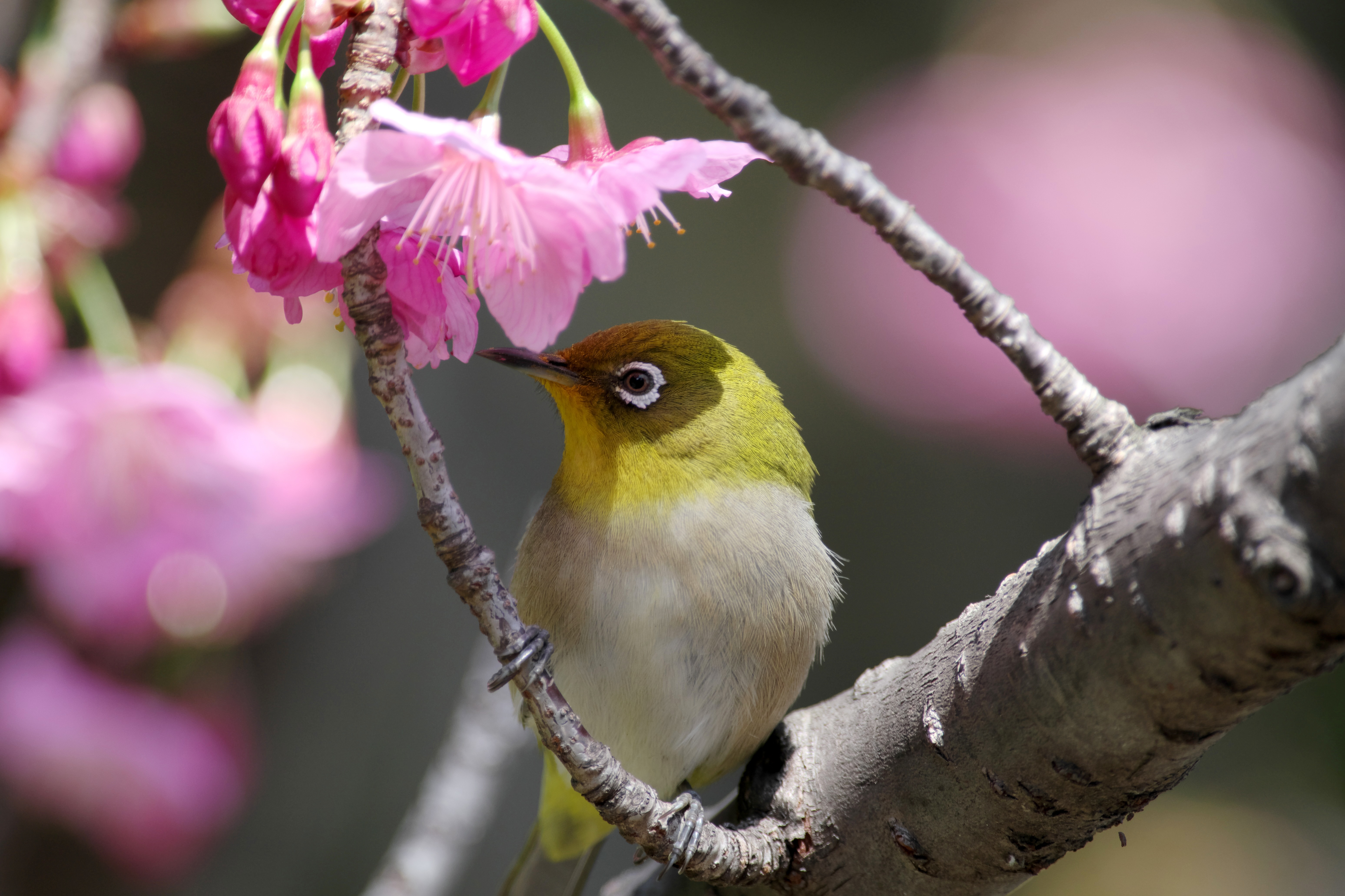 桜ジロー5.jpg