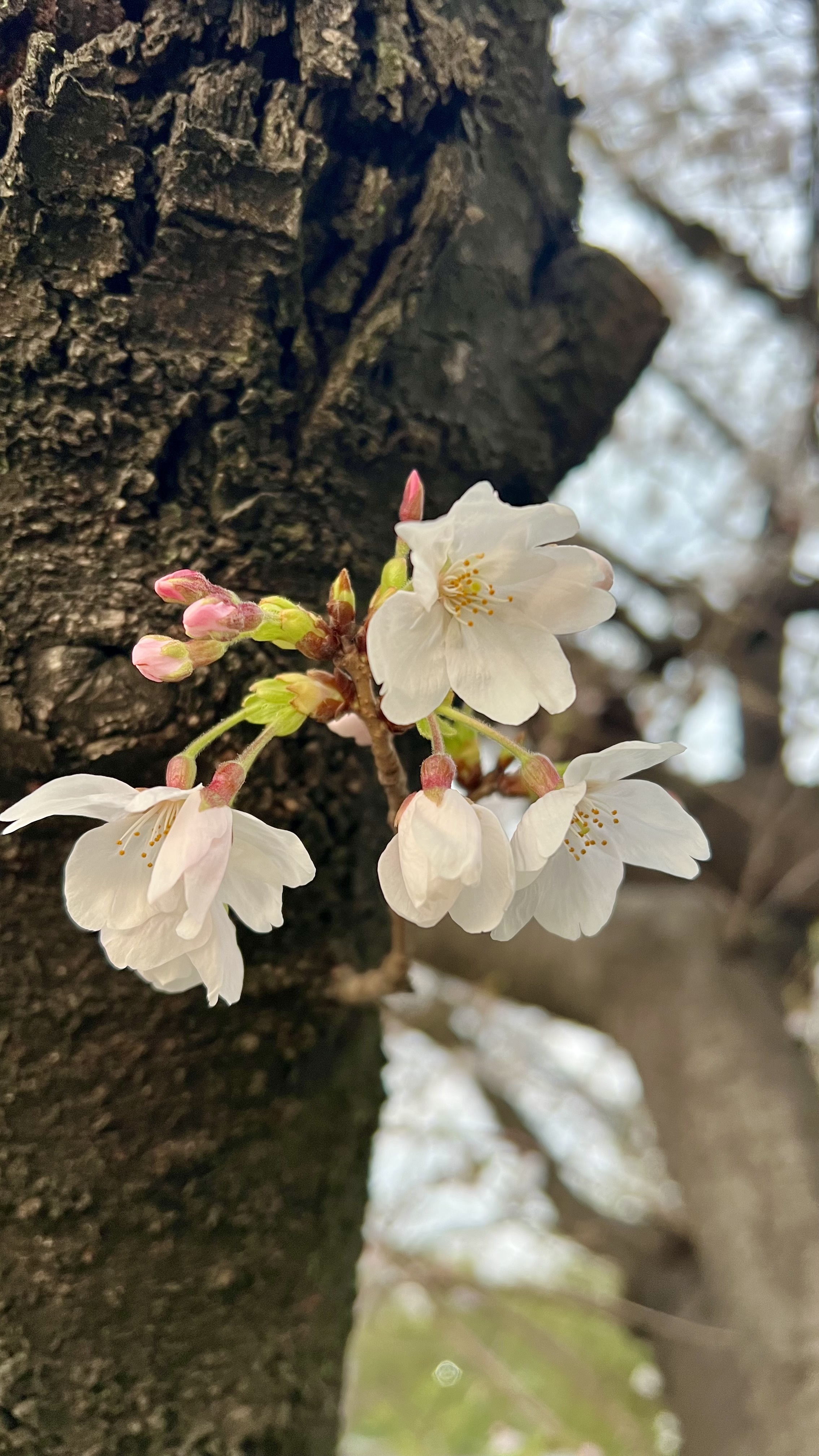 IMG_7186.jpeg
