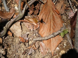 IMG_6974.jpeg