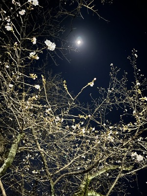 夜桜（大）.jpeg