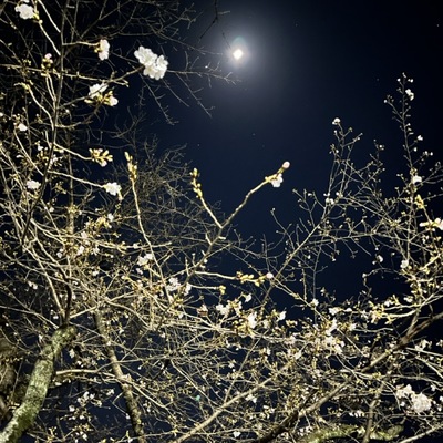 夜桜（大）.jpeg