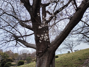 桜1.jpeg