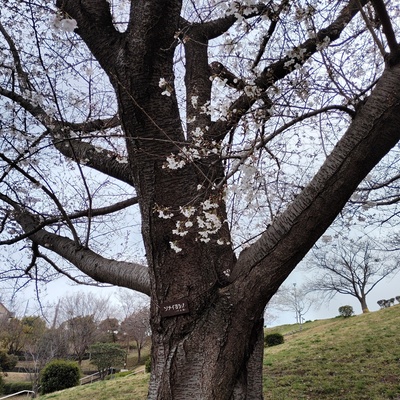桜1.jpeg