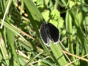 IMG_7012.jpeg