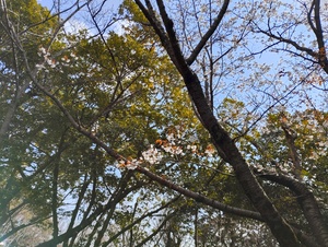 桜２.jpeg