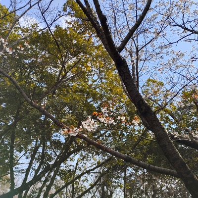 桜２.jpeg