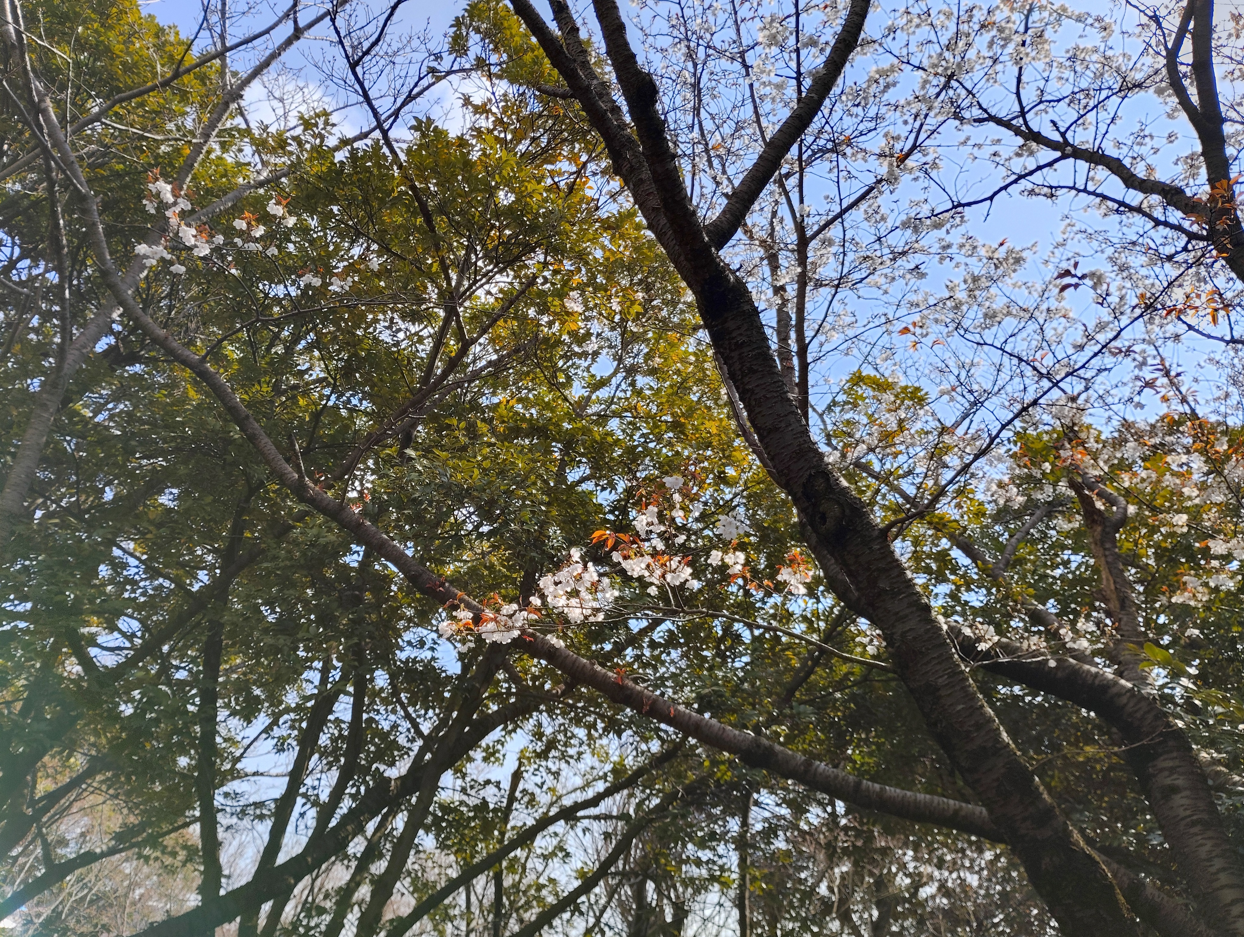桜２.jpeg