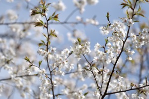 桜2.jpg