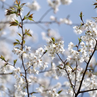 桜2.jpg