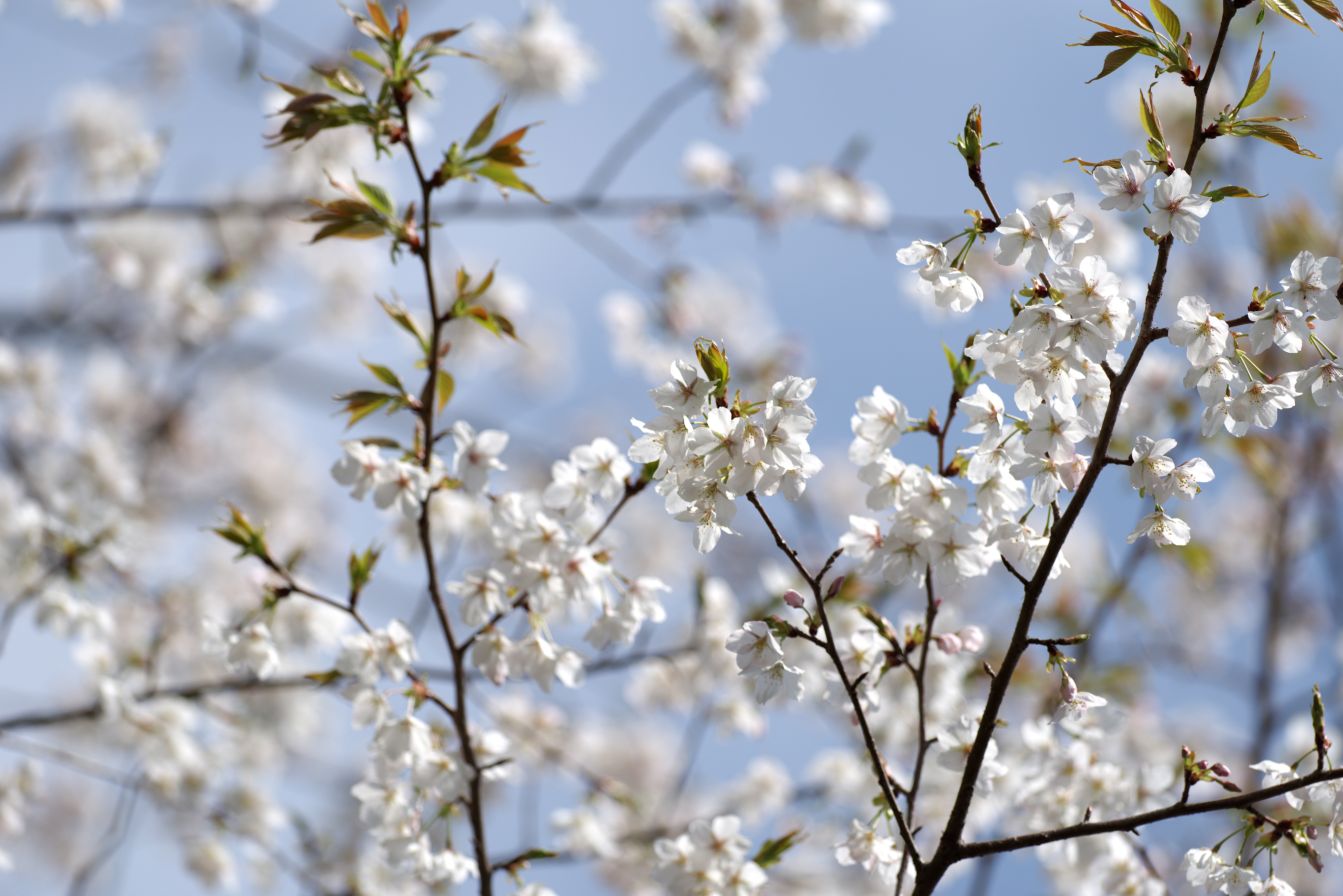 桜2.jpg