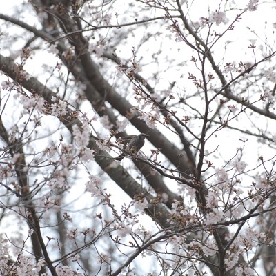 桜ひよ2.jpg