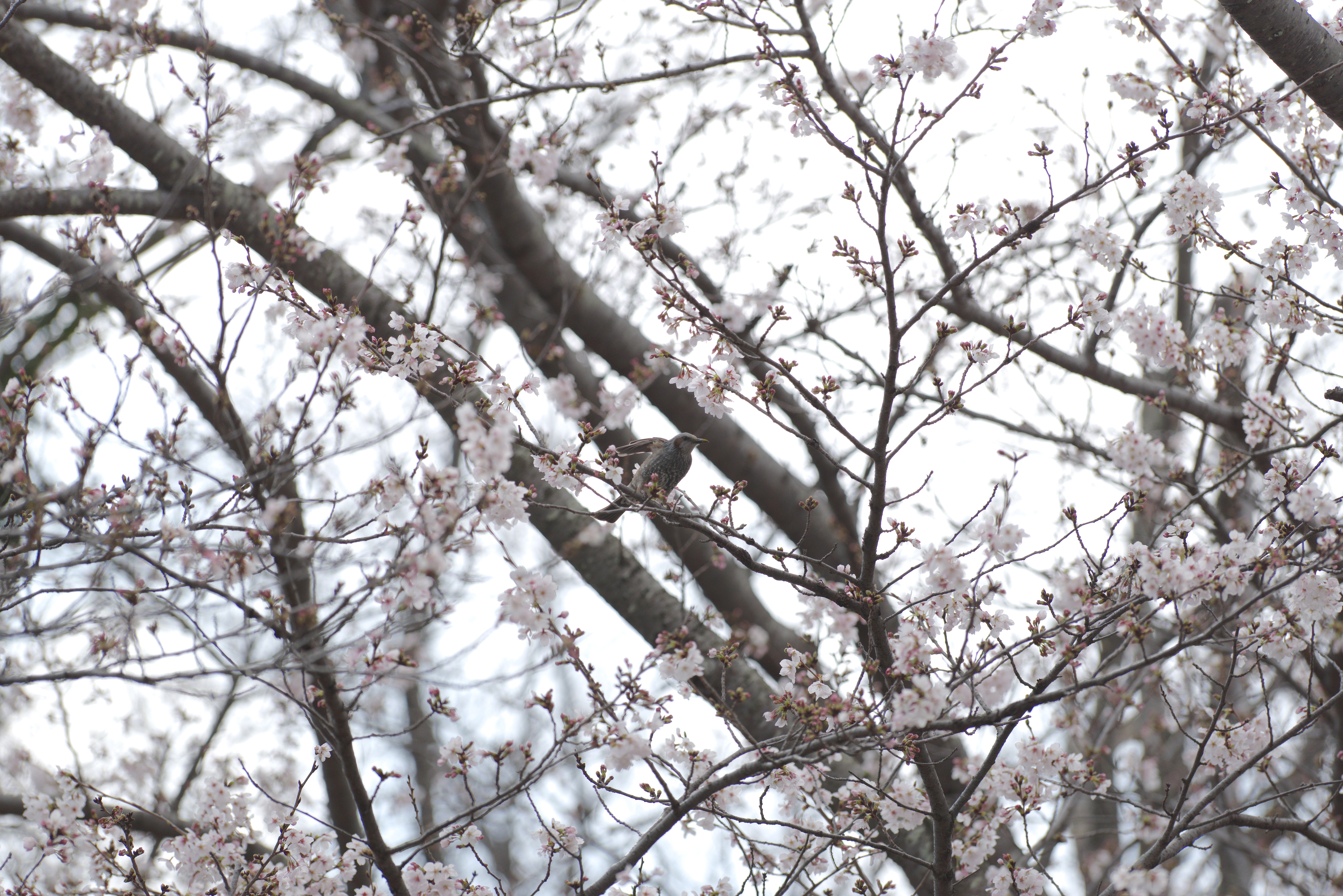 桜ひよ2.jpg