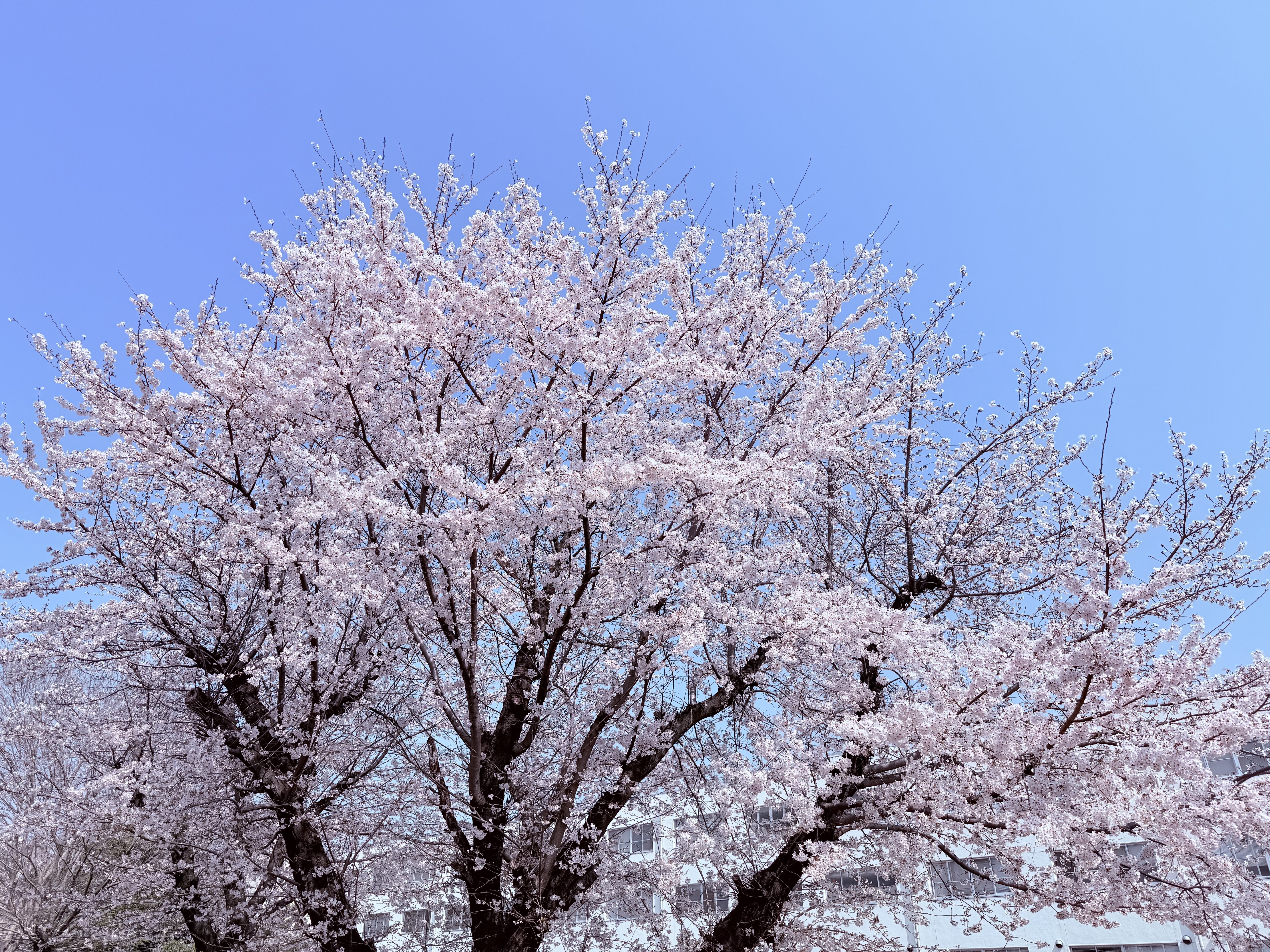 IMG_4440.jpeg
