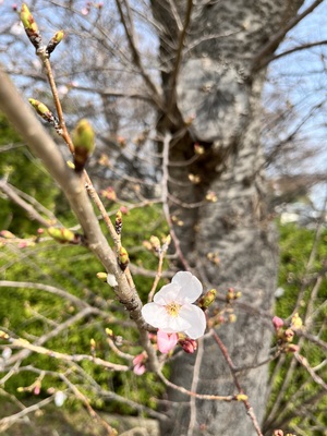桜.jpeg