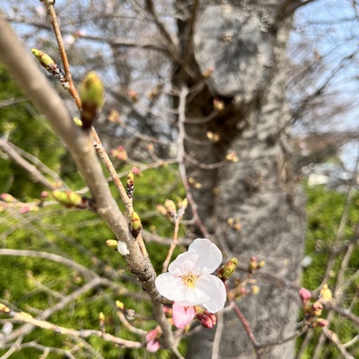 桜.jpeg