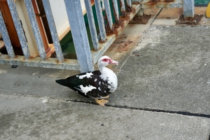 DSC02652.jpeg