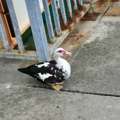 DSC02652.jpeg