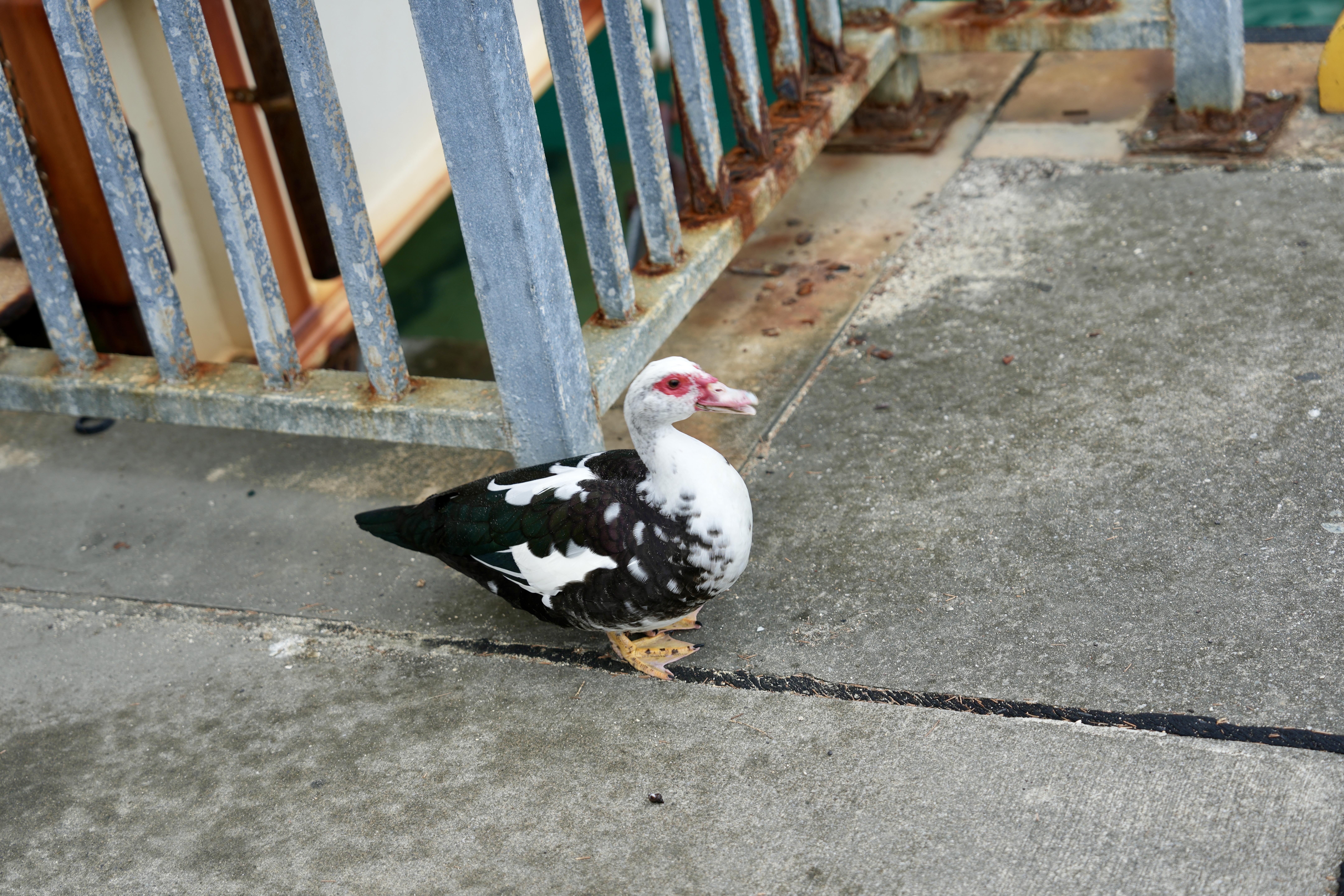 DSC02652.jpeg