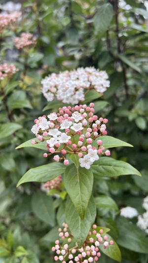 IMG_7996.jpeg