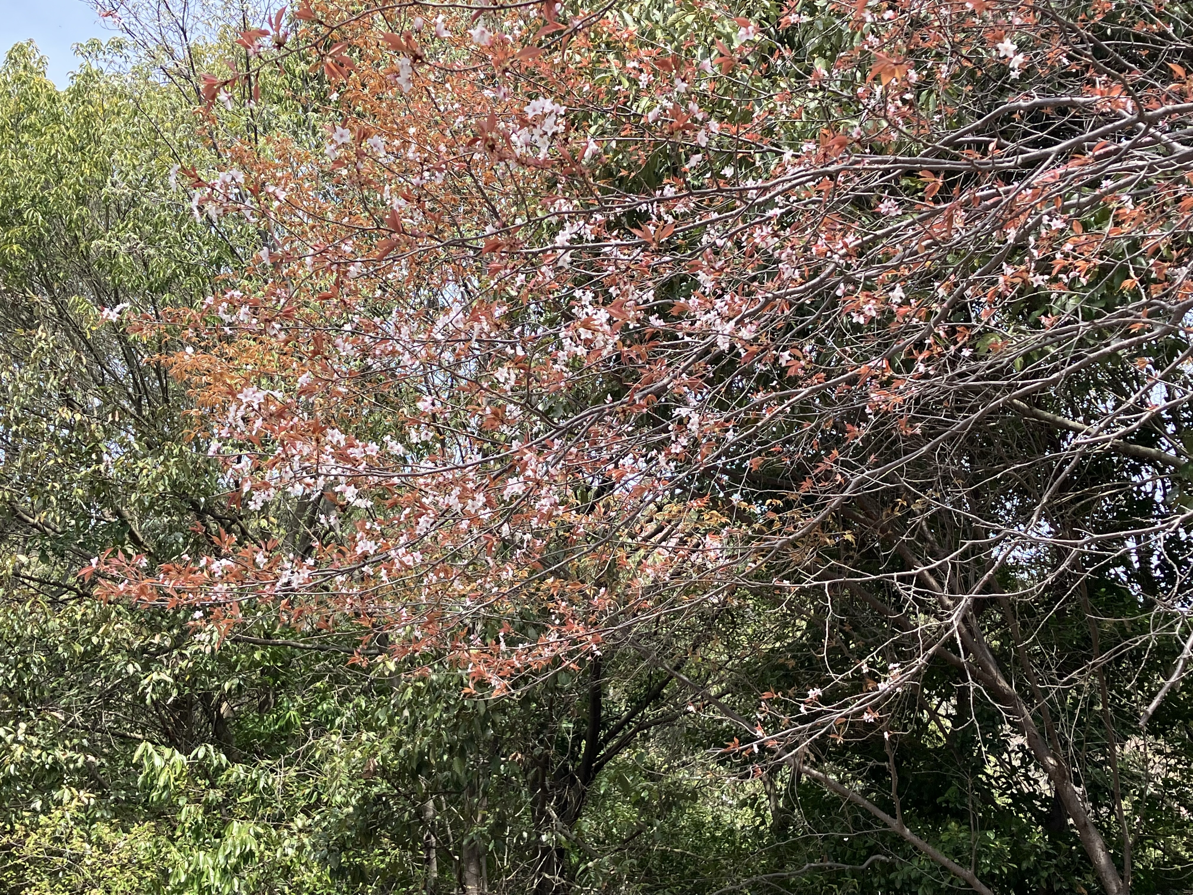 IMG_7121.jpeg