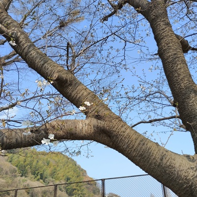 桜標準木.jpeg