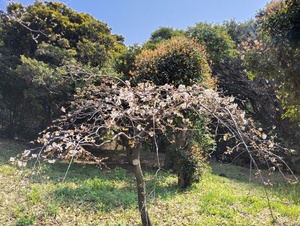 枝垂れ桜2.jpeg