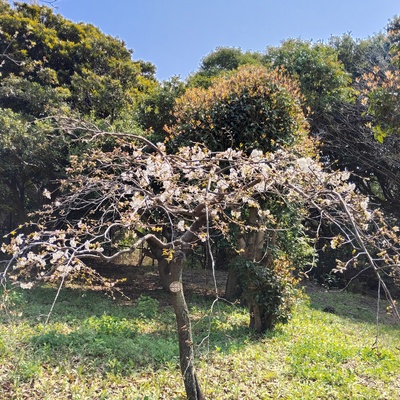 枝垂れ桜2.jpeg