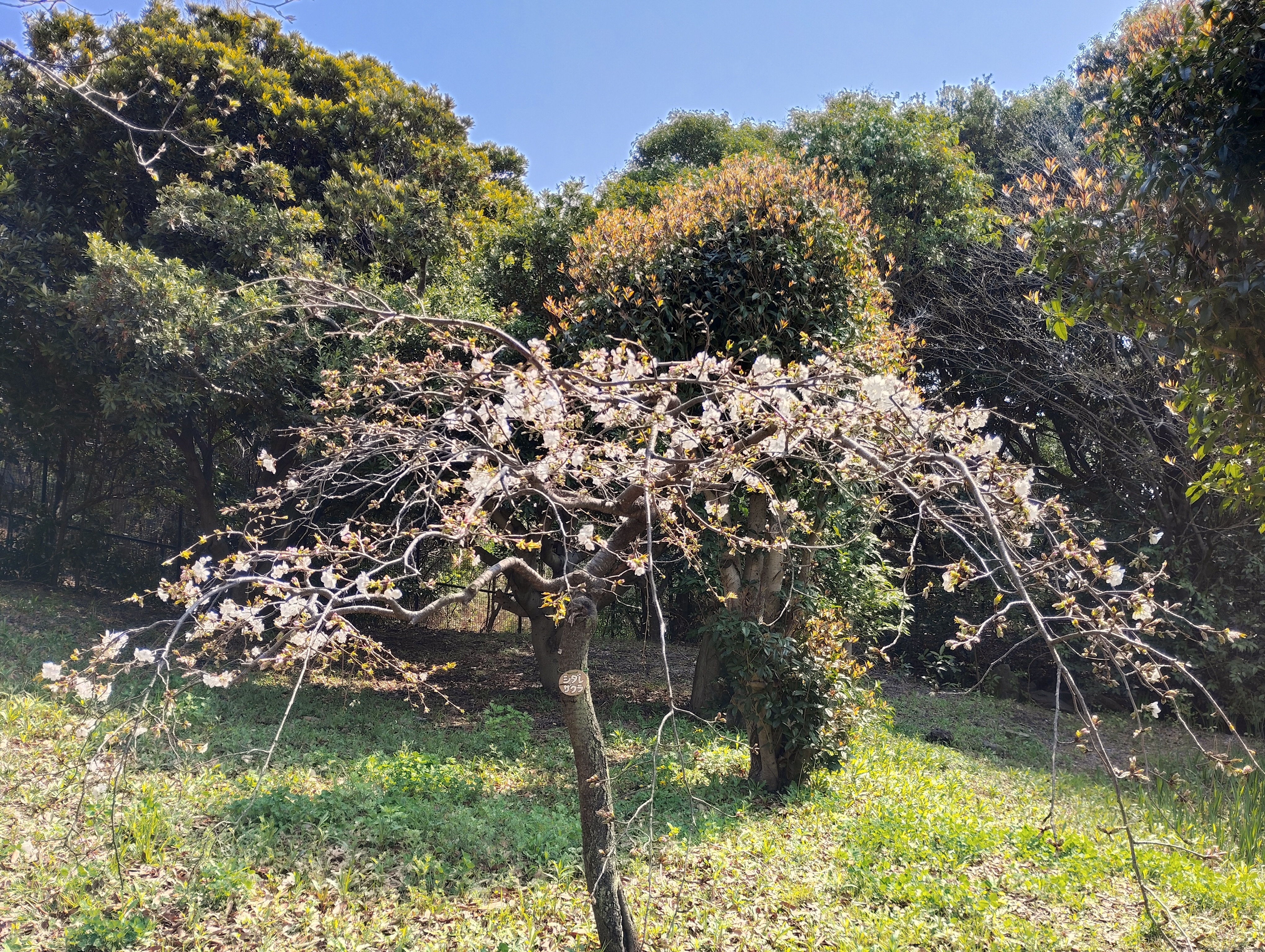 枝垂れ桜2.jpeg