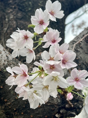 IMG_8170.jpeg