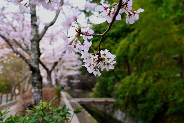 DSC_0898.jpg
