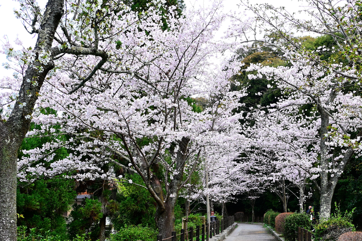 DSC_0903.jpg